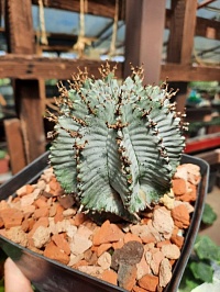 Euphorbia Horrida 'Alba' 8-9см 