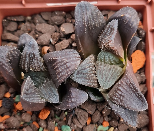 Haworthia springbokvlakensis X Haworthia Kegani, 3-4 см