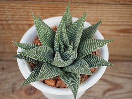 Хавортия лимифолия Спайдер Уайт (Haworthia limifolia cv. Spider White), 9,5-10 см