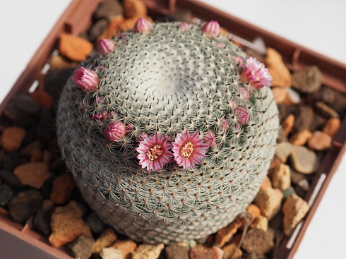 Mammillaria pseudoperbella, 5-6 см