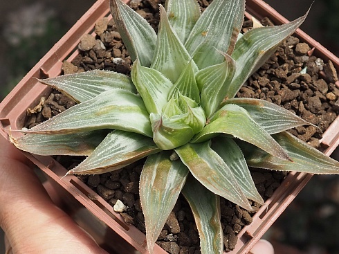 Хавортия цимбиформис Грэй Хост (Haworthia cymbiformis Grey Ghost), 8-10 см 