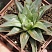 Хавортия цимбиформис Грэй Хост (Haworthia cymbiformis Grey Ghost), 8-10 см 