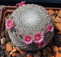 Mammillaria pseudoperbella, 5-6 см