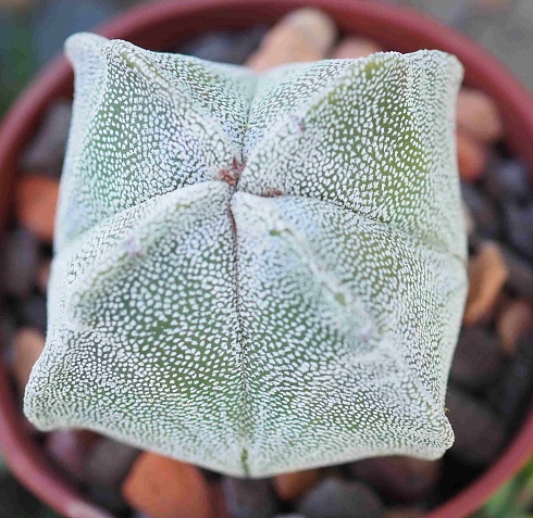 Astrophytum myriostigma quadricostatum, 5,5-6 см