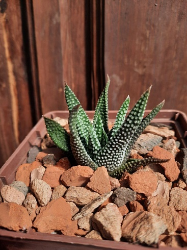 Haworthia Hard Leaf 'Opalina', 3,5-4 см