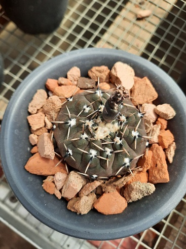 Gymnocalycium stellatum 4-4,5 см 