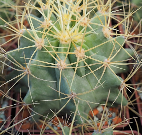 Ferocactus glaucescens, 10-12 см