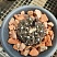 Gymnocalycium stellatum 4-4,5 см 