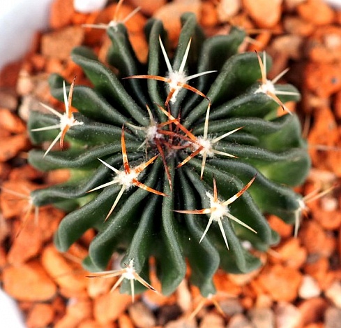 Echinofossulocactus Multicostatus, 4-4,5 см