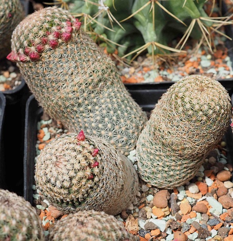 Mammillaria matudae, 20-22 см куст