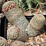 Mammillaria matudae, 20-22 см куст