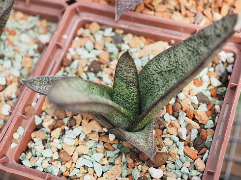 Гастерия батесиана (Gasteria batesiana), 8-10 см