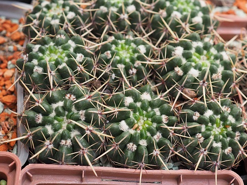 Notocactus submammulosus, 4-5 см сеянец