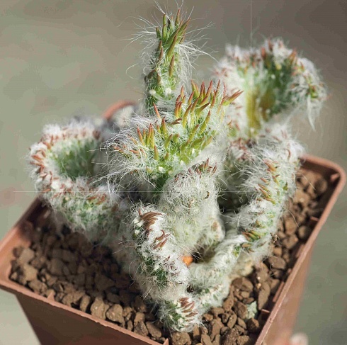 Austrocylindropuntia vestita f. cristata, 6-8 см куст