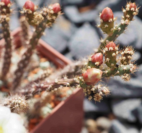 Austrocylindropuntia salmiana, 6-8 см 