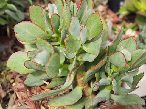 Крассула арборесценс вар. ундулатифолия  (Сrassula arborescens var. undulatifolia), 5-6 см черенок н/у