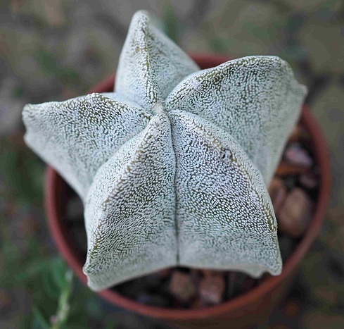 Astrophytum myriostigma v. potosinum P 466, 5,5-6 см