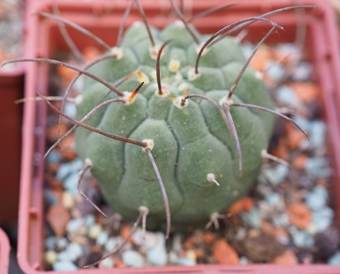 Matucana Madisoniorum, 4-6 см