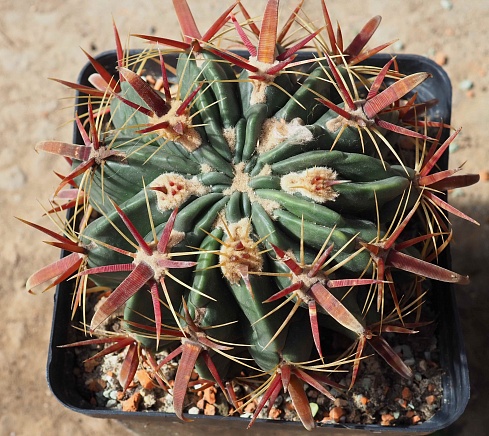 Ferocactus latispinus, 14-16 см