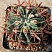 Ferocactus latispinus, 14-16 см