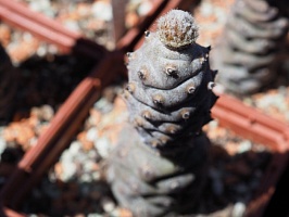 Tephrocactus articulatus subinermis, 8-10 см