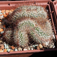 Mammillaria bombycina сrestata, 8-9 см