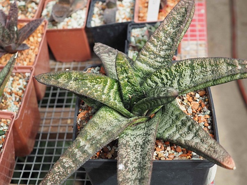 Гастерия батесиана (Gasteria batesiana), 8-10 см