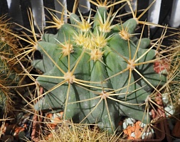 Ferocactus glaucescens, 10-12 см