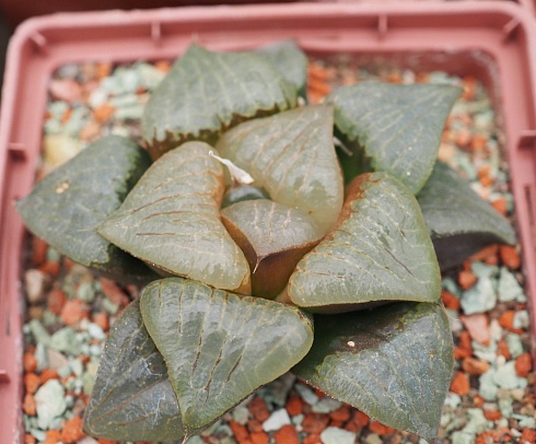 Хавортия атрофуска (Haworthia atrofusca), 8-9 см