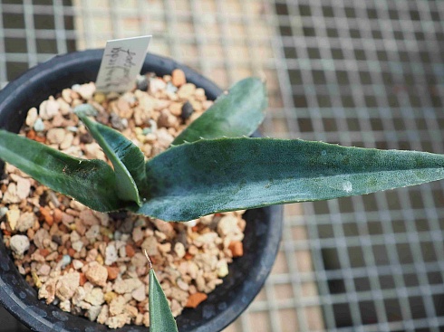 Агава манфрэда Блудспот (Agave x Manfreda cv. Bloodspot), 9-10 см