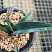 Агава манфрэда Блудспот (Agave x Manfreda cv. Bloodspot), 9-10 см