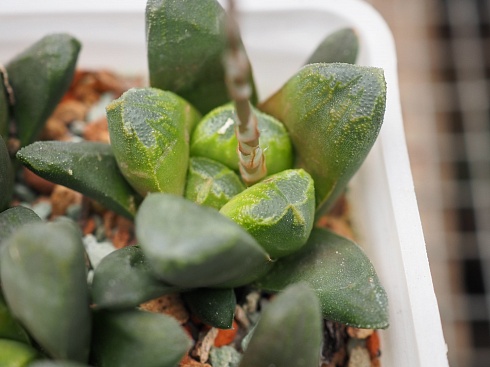 Хавортия трунката Лайм Грин x  маугхани (Haworthia truncata Lime Green х maughanii), 5-6 см