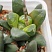 Хавортия трунката Лайм Грин x  маугхани (Haworthia truncata Lime Green х maughanii), 5-6 см