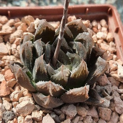 Хавортия гибрид AS-H-23 (Haworthia hybrid AS-H-23), 3-5 см