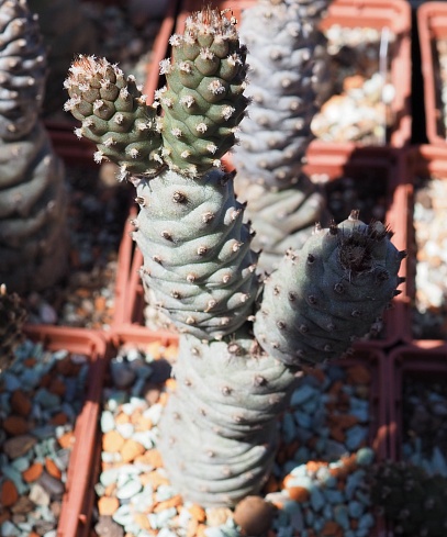 Tephrocactus articulatus subinermis, 8-10 см