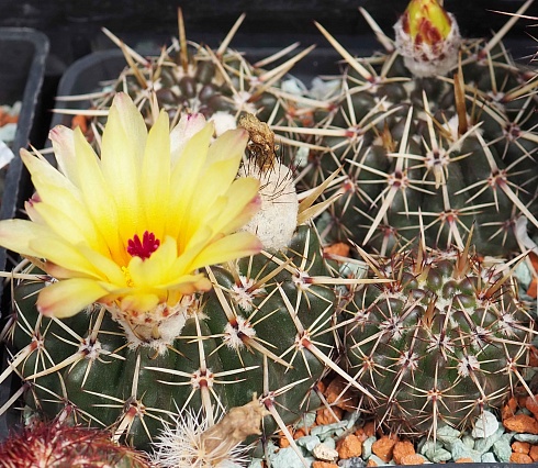 Notocactus submammulosus, 5-7 см