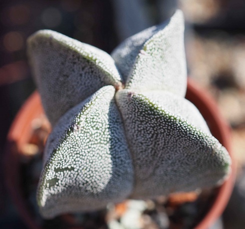 Astrophytum myriostigma quadricostatum, 5,5-6 см