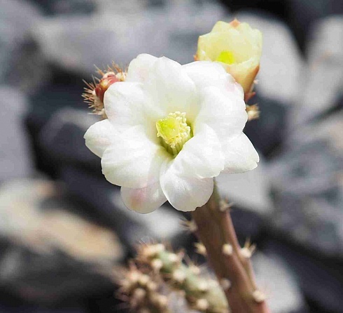 Austrocylindropuntia salmiana, 6-8 см 