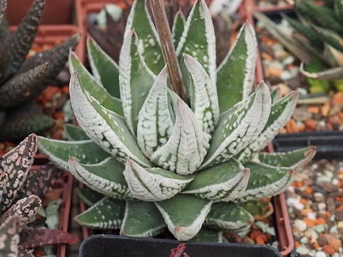 Хавортия пумила Эмперор (Haworthia pumila Emperor), 4-6 см