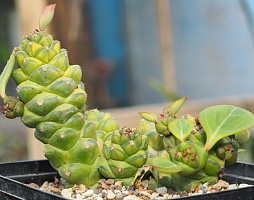 Монадениум ричи вариегатный (Monadenium ritchiei variegated), 2-3 см черенок