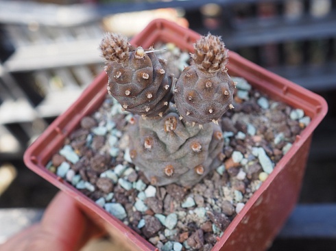 Tephrocactus articulatus subinermis, 8-10 см