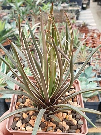 Агава гэминифлoра (Agave geminiflora), 14-16 см