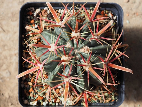 Ferocactus latispinus, 14-16 см