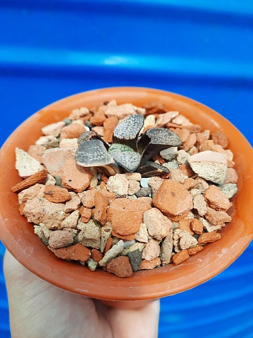 Haworthia Groenewaldii variegata, 3,5-4 см