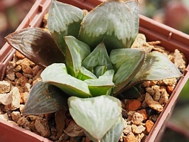 Хавортия гибрид AS-H-26 (Haworthia hybrid AS-H-26), 4-6 см