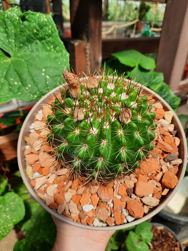 Notocactus herteri 10-11 cм 