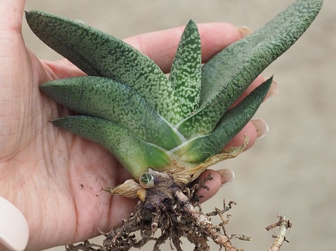 Гастерия Павэр (Gasteria Power), 9-10 см