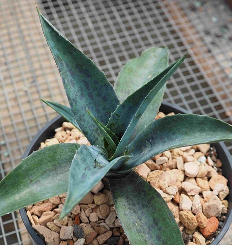 Агава манфрэда Блудспот (Agave x Manfreda cv. Bloodspot), 9-10 см