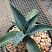 Агава манфрэда Блудспот (Agave x Manfreda cv. Bloodspot), 9-10 см