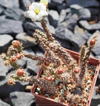 Austrocylindropuntia salmiana, 6-8 см 